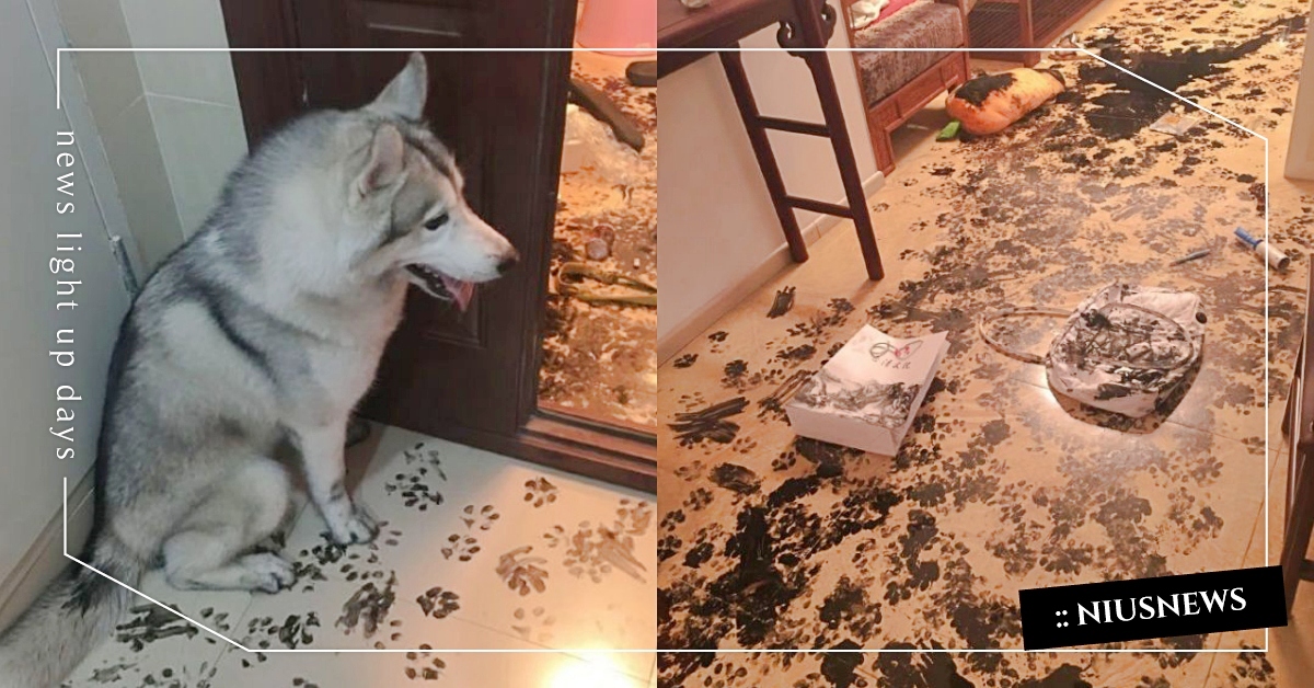 都是墨水先動手的！狗狗「腳踩墨汁」家中慘變水墨畫，網：二哈不意外 哈士奇、二哈、拆家大隊、月月、墨水、水墨畫、搗蛋、狗、品種狗、寵物趣聞、萌寵、寵物、動物、可愛寵物