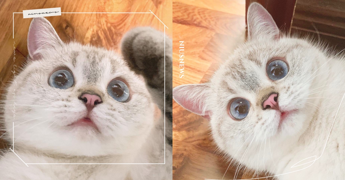 可愛到大驚！史上最模糊的戲精貓「娜娜」圈粉無數，鏟屎官笑：天生的表情包！ 模糊、網紅貓、猛豬豬和臭娜娜、表情包、戲精、微博、萌寵、貓咪、動物、寵物、IG寵物介紹、emoji、可愛、療癒、可愛寵物