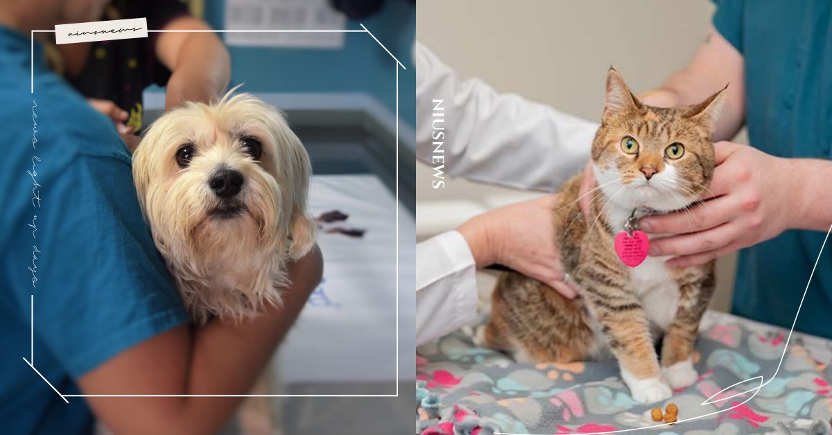 保健食品吃這款！「犬貓心臟病」居家照護4大重點，日常營養支持最重要！ 寵物圈圈、寵物飲食、心臟病、寵物健康、寵物知識