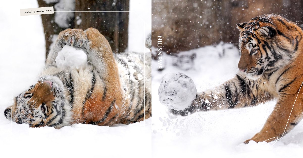 果然是大貓咪！日本旭山動物園「老虎」超愛玩雪球，激萌模樣：誰都不准搶！ 可愛寵物、動物園、日本動物園、老虎、下雪、可愛、推特
