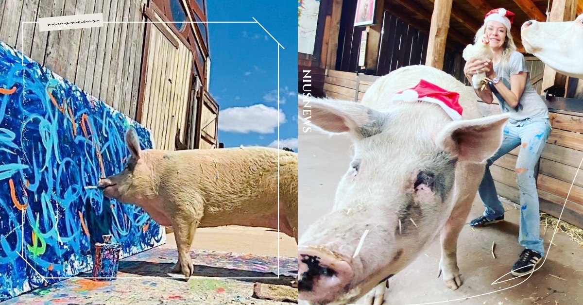 賣畫成一代名豬！「豬界畢卡索」最新畫作飆賣74萬，背後故事藏洋蔥 豬、豬卡索、豬界畢卡索、狂野與自由、藝術、創作、畫畫、繪畫、寵物趣聞、IG寵物介紹、網紅豬、可愛動物、動物、萌寵、寵物、可愛寵物
