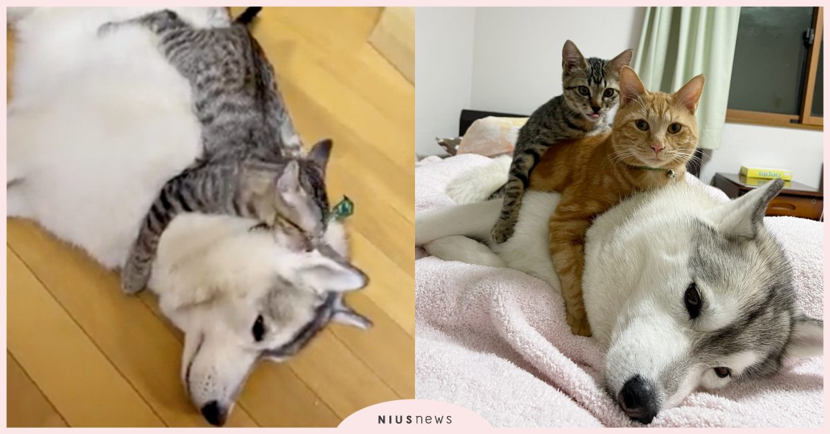 免費洗澡服務！「虎斑貓」每天熱情幫「哈士奇」跨坐理毛，飼主：怎麼一副不甘願？ 寵物圈圈、可愛寵物、哈士奇、虎斑貓、推特、寵物吃喝玩樂