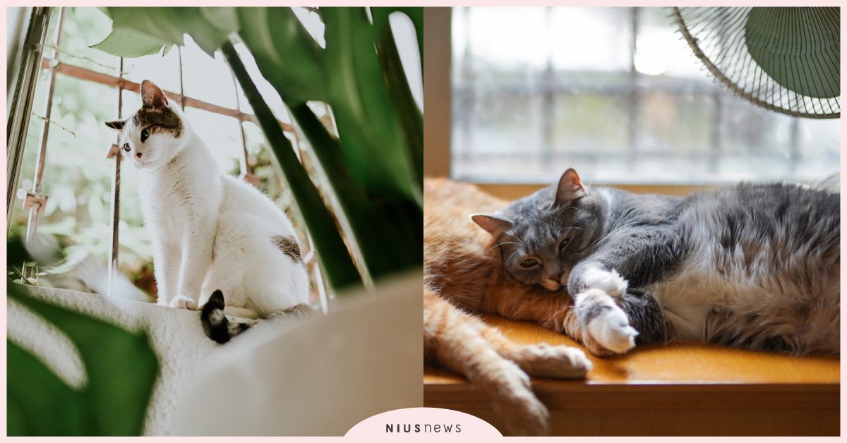 挑戰馬克杯極限？貓咪喜歡「把東西推下桌」3主因，鬼點子這麼多難怪飼主都頭痛！ 寵物圈圈、貓咪知識、寵物健康、寵物知識、貓咪