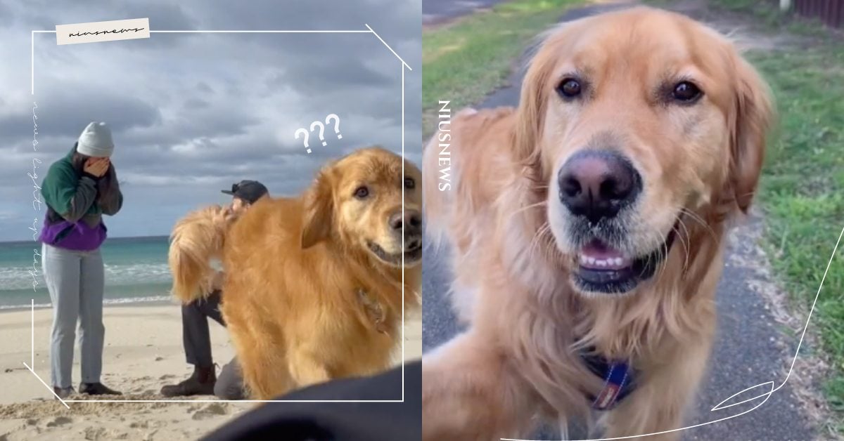 到底誰是主角？飼主求婚「黃金獵犬」竟然狂搶鏡頭，又是挖洞又是8字型奔跑！ 可愛寵物、寵物圈圈、抖音、TikTok、狗狗、可愛、黃金獵犬、求婚