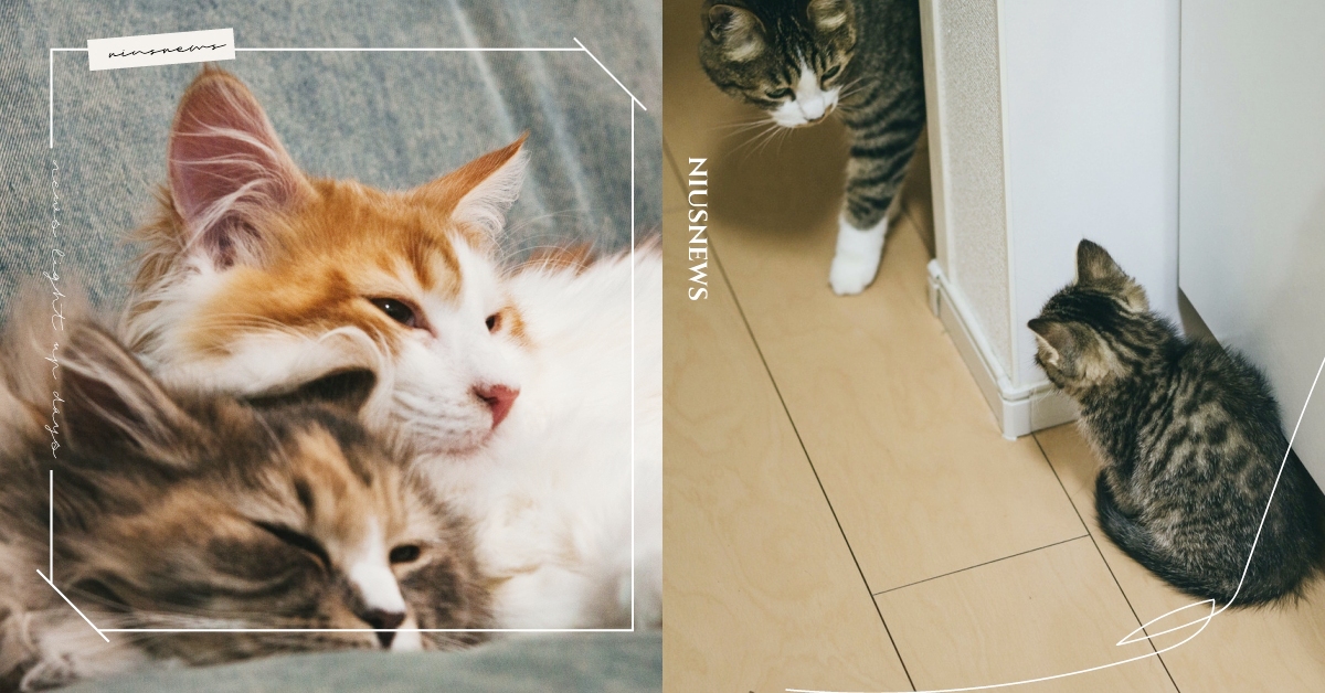 貓妹妹特別鴨霸？解析「貓妹妹欺負貓哥哥」4大原因，原來貓哥哥都是隱性妹控！ 貓咪知識、寵物健康、貓咪相處、多貓家庭、貓咪、貓奴、鏟屎官、寵物、動物、貓咪冷知識