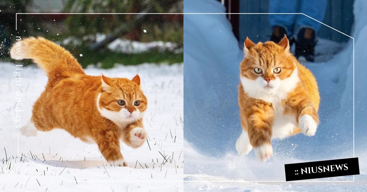 雪地小精靈！俄羅斯「橘貓小薑」不畏天寒地凍雪中奔馳，還最喜歡挑釁鄰居狗狗！ 寵物圈圈、可愛寵物、貓咪、俄羅斯、推特