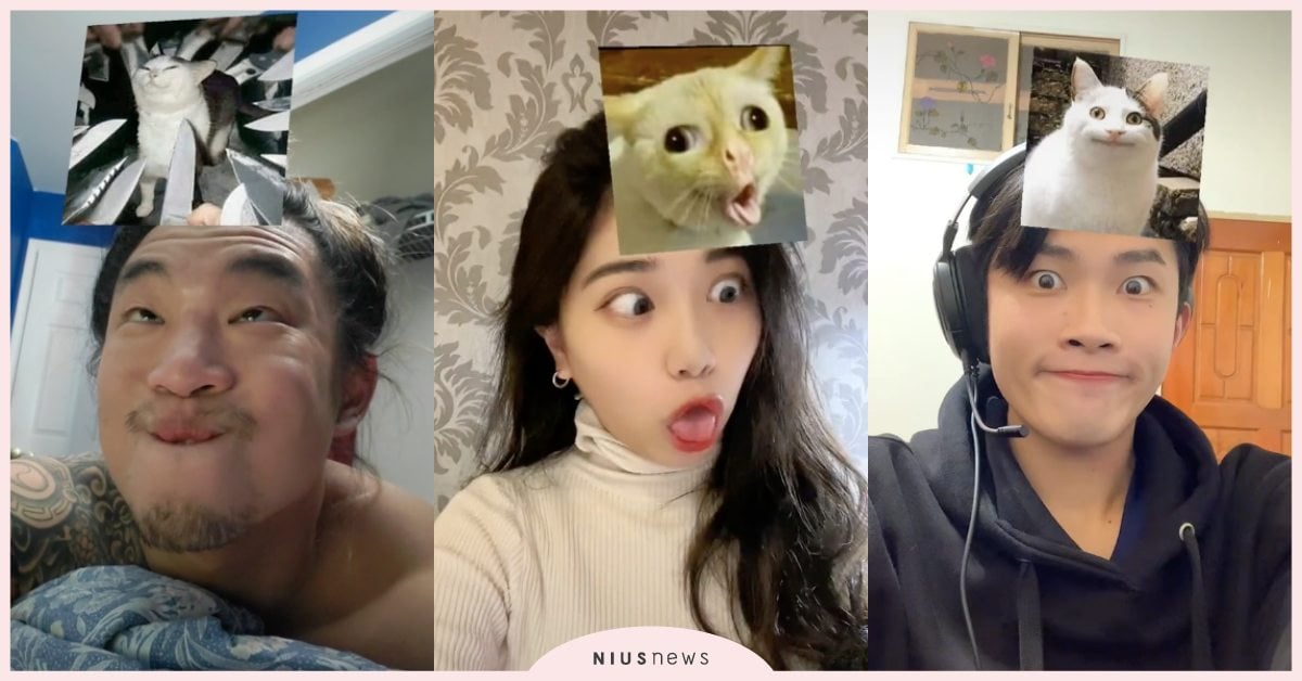 「#貓咪迷因測試」TikTok抖音爆紅！百萬人爭相嘗試，快揪朋友一起拍！ 寵物圈圈、手機特效、TikTok、抖音、貓咪迷因測試