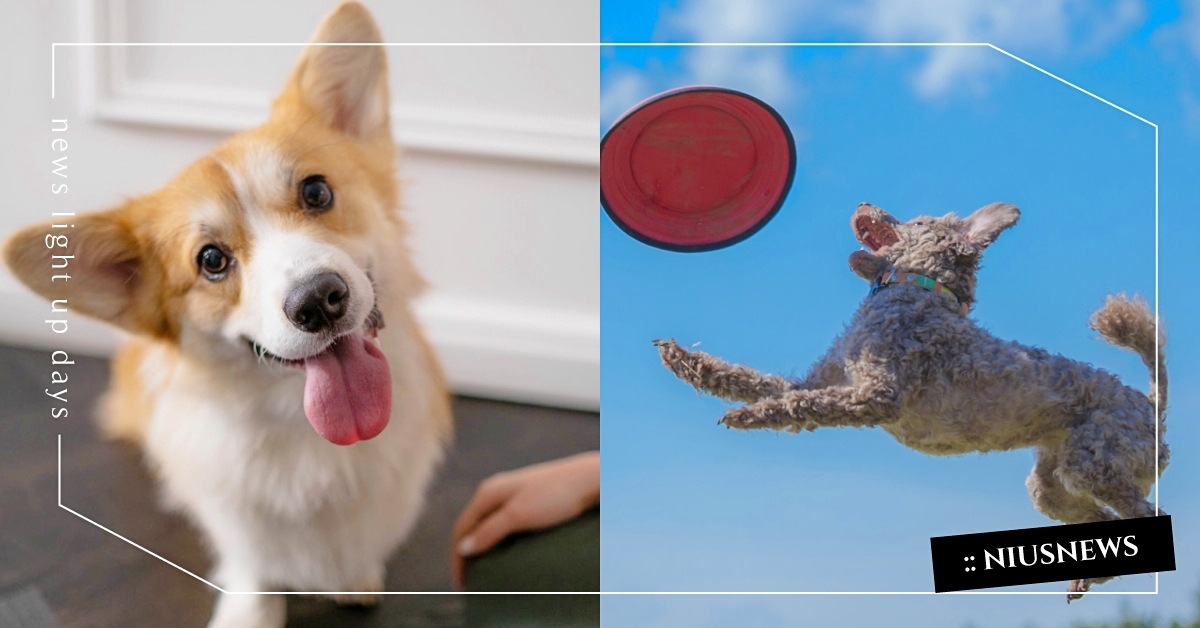 小太陽是你？解析狗總是比貓「熱情有活力」4主因，原來牠看得懂人類臉色！ 貓咪、狗狗、寵物知識、寵物、狗比貓熱情、動物、寵物冷知識、寵物趣聞、貓咪冷知識、狗狗冷知識、寵物健康