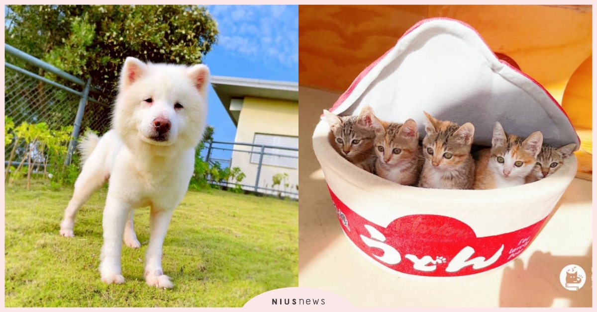 領養浪浪送寵物保險！新竹「毛小孩成家專案」大獲好評，今年提供成貓擴大申請！ 寵物圈圈、寵物保險、新竹、毛小孩、浪浪、動保處、領養