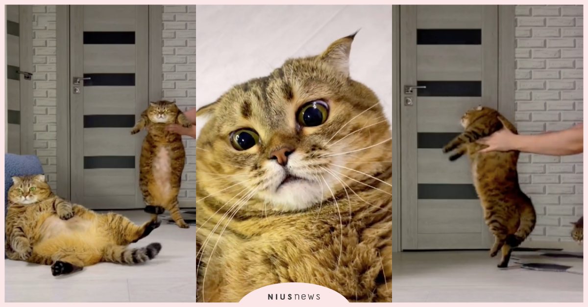 看看我的無敵電臀！俄羅斯「虎斑貓」跳艷舞甩超肥肚肚，網友：被揶揄的海參！ 可愛寵物、寵物圈圈、抖音、TikTok、虎斑貓