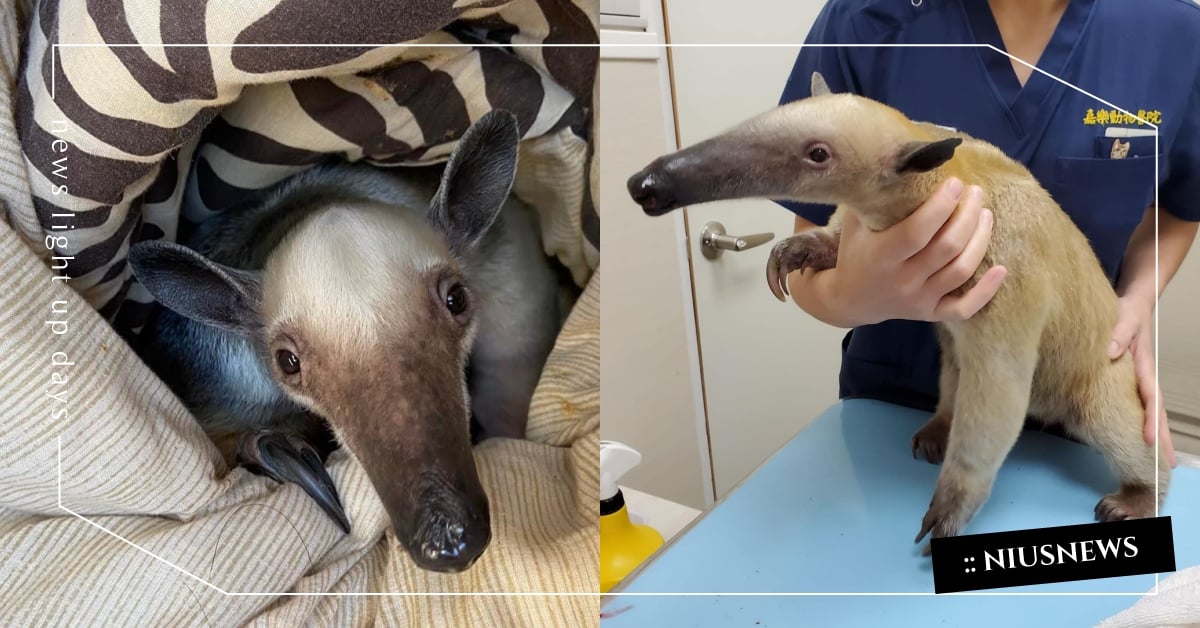 「什麼寵物名字這麼可愛取叫食蟻獸？」獸醫看門診遇超特別病患，網笑：醫生解鎖新成就 食蟻獸看醫生、食蟻獸、寵物新聞、可愛寵物、嘉樂動物醫院