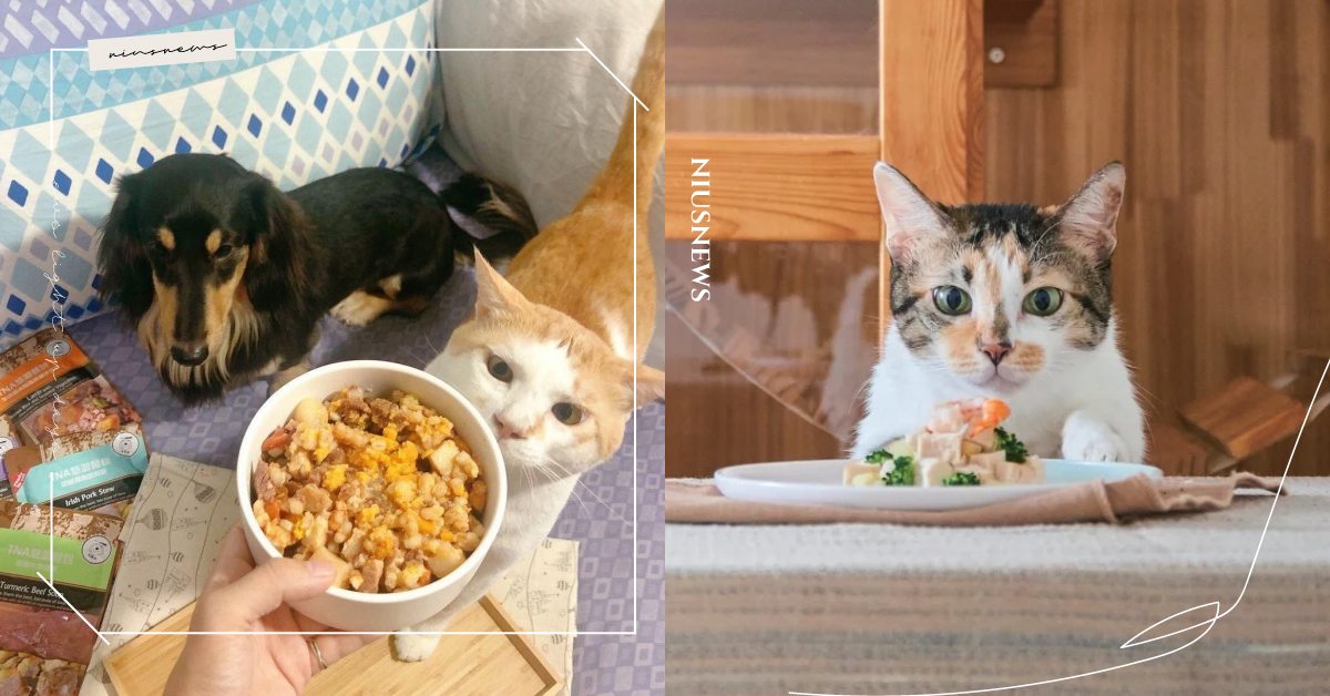 貓咪吃不慣鮮食嗎？讓家貓「愛上吃鮮食」的6大注意事項，開動前最需注意溫度！ 寵物圈圈、寵物飲食、寵物鮮食、貓咪知識、貓咪飲食、貓咪、鮮食、寵物、濕食、動物、毛孩、毛小孩、狗、貓