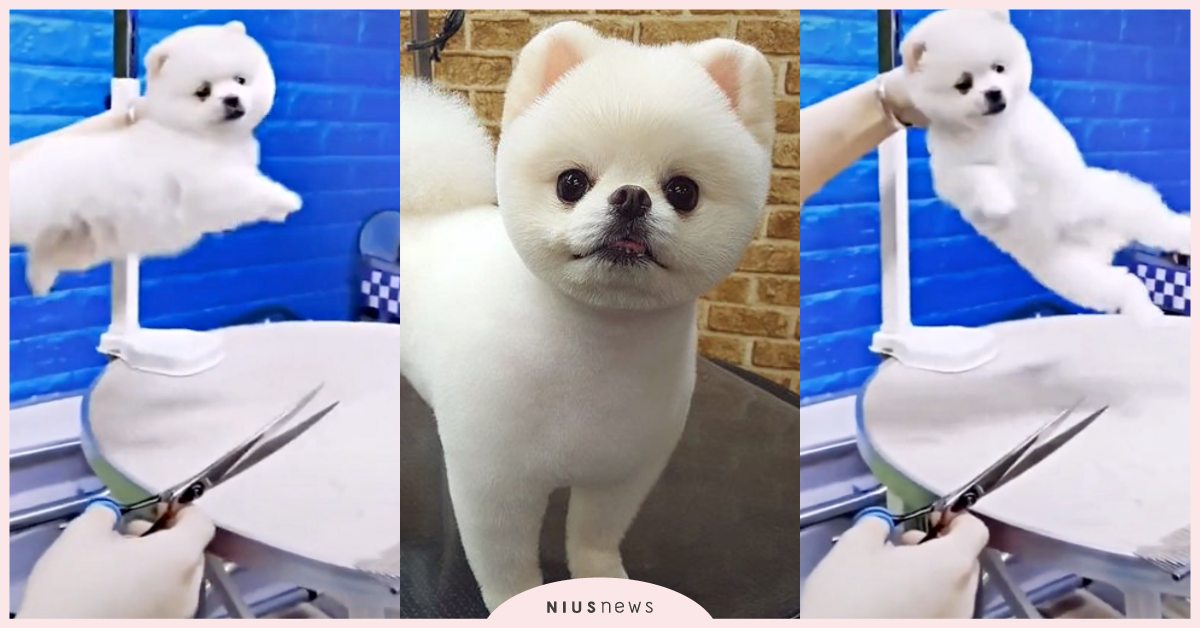 躲避理毛開大絕？「博美」厭惡剪毛直接啟動螺旋槳，網友：這是湯瑪斯大迴旋！ 寵物圈圈、可愛、博美、美容、寵物美容