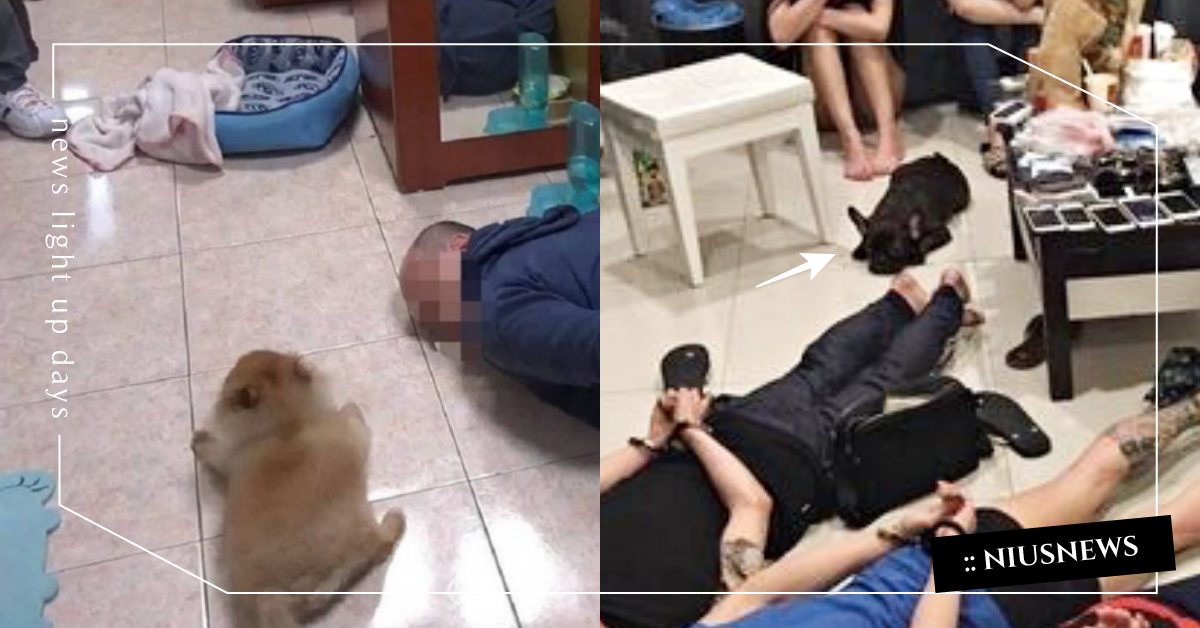 誰喊「趴下」狗狗都遵命！刑警逮補通緝犯說出指令，超萌博美＆法鬥跟著一起趴20分鐘 寵物圈圈、寵物趣聞、博美、法鬥、趴下、寵物教養、可愛寵物、台中、通緝犯