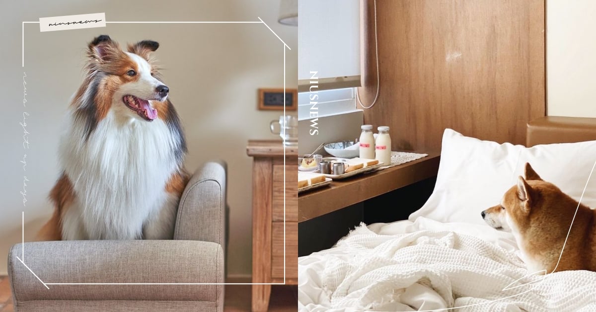 2023高雄10間「寵物友善民宿」推薦！超人氣復古眷村古厝、日式文青老宅統統有！ 2023最新、高雄寵物友善民宿、寵物友善景點、寵物住宿、寵物出去玩、高雄寵物友善、狗、貓、寵物、毛小孩、老宅、廢墟、眷村