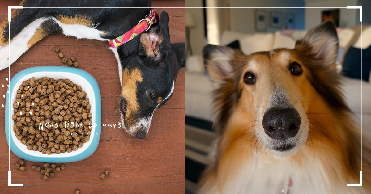 居家檢查很重要！「狗狗感到不舒服」的4個表現，全身摸透透也能找到問題！ 寵物圈圈、可愛寵物、寵物知識、狗狗知識、獸醫