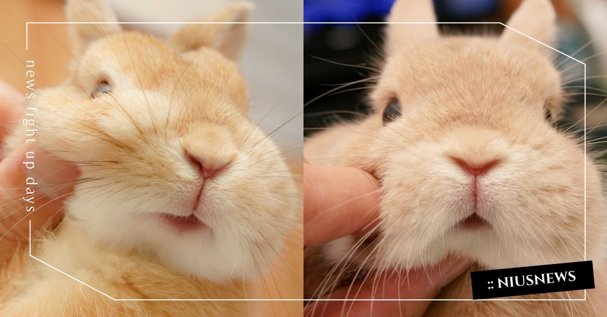 彼得兔本尊？日本兔兔家族「肥美腮幫子」漫出來萌翻全網，超欠揉捏療癒度滿分！ | 侏儒兔、兔子、彼得兔、萌寵、可愛寵物|