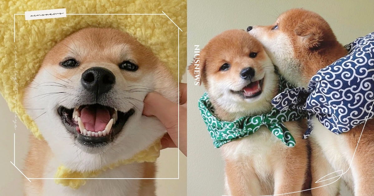 「柴犬」７大特質！長相穩重但內心淘氣，易胖體質堪稱狗狗界中的橘貓！ 柴犬、狗狗品種介紹、品種狗、寵物、冷知識