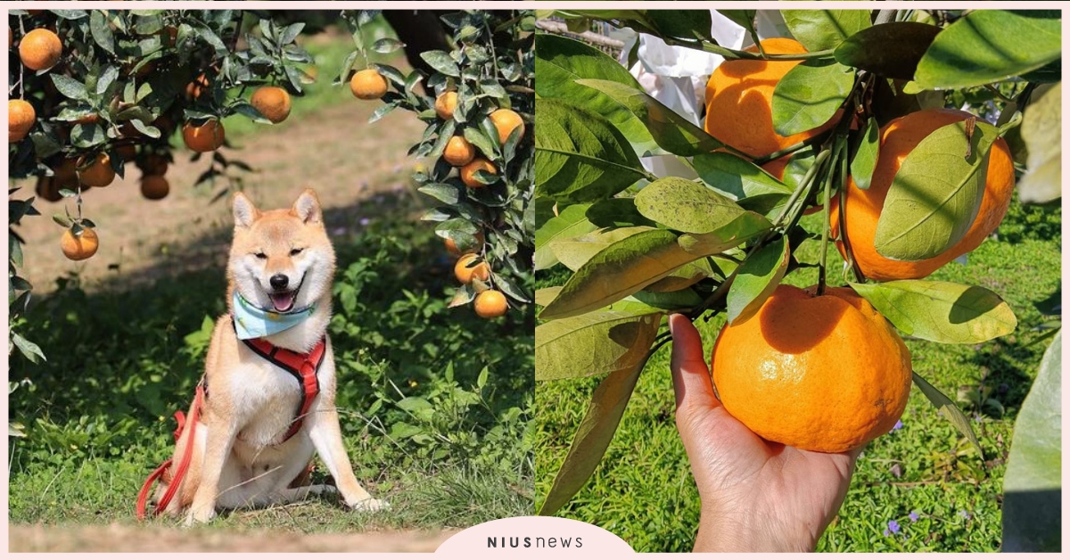 全台7個寵物友善採果農場！帶毛孩享受摘果時光，砂糖橘、芒果和各式水果應有盡有！ 寵物友善景點、寵物友善、寵物出去玩、寵物景點、採果