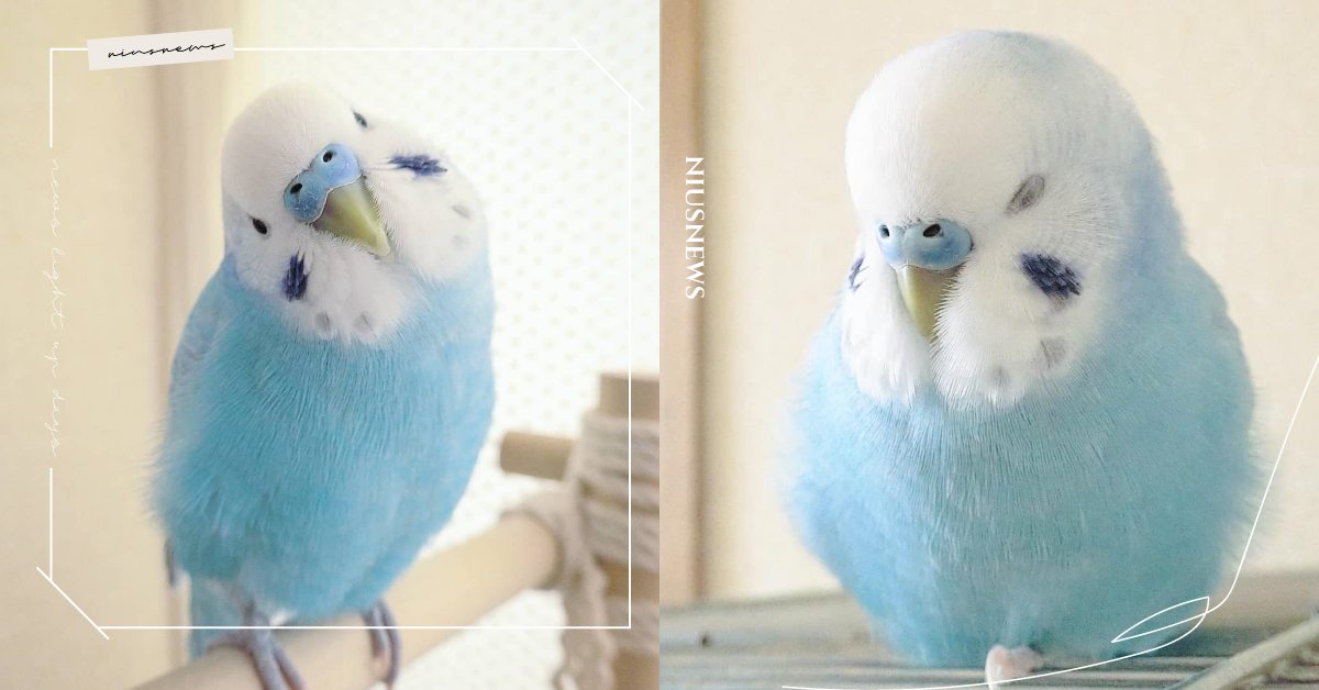 寶寶藍太夢幻！日本冰藍色「虎皮鸚鵡」 如童話角色，雙頰小水滴讓人想偷親！ 日本、寵物鳥、腮紅鳥、虎皮鸚鵡、動物園、動物知識、可愛寵物、寵物趣聞、寵物圈圈