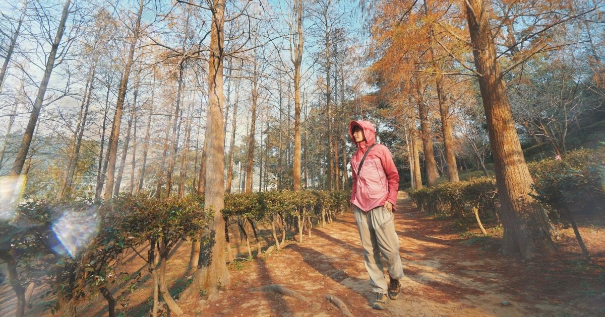 台中落羽松秘境景點｜如光山寺近泰安國小人少好停車 落羽松、台中 景點