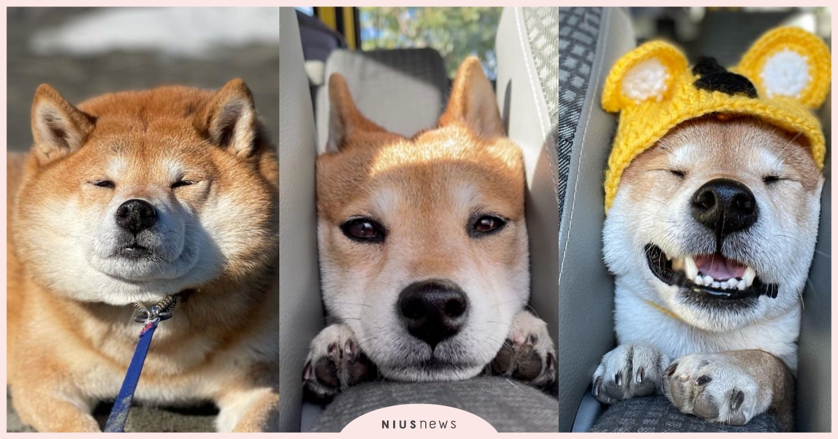 本汪要當Ｃ位！呆萌柴「最愛把頭饋在椅子中間」秒變吐司超人，網笑：抹點果醬就能開吃 柴犬、饋桃、吐司超人、萌寵、寵物