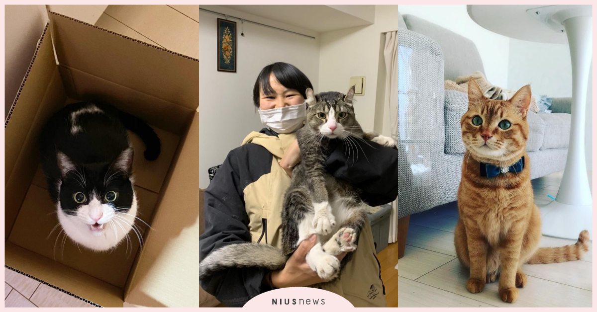 毛孩界的柯南？日本「寵物偵探」調監視器超專業，不用50萬賞金也能協尋！ 寵物圈圈、寵物教養、寵物偵探、寵物協尋、犬貓走失、尋找寵物、浪浪