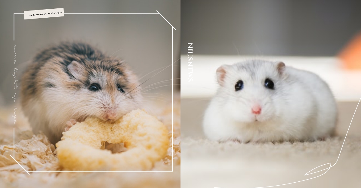 香港撲殺2000隻倉鼠！寵物店「倉鼠染新冠肺炎」顧客也確診，專家憂：疑似倉鼠傳人 香港撲殺倉鼠、倉鼠染疫、倉鼠確診、新冠肺炎、疫情、倉鼠、寵物、香港、寵物店、寵物新聞、動物