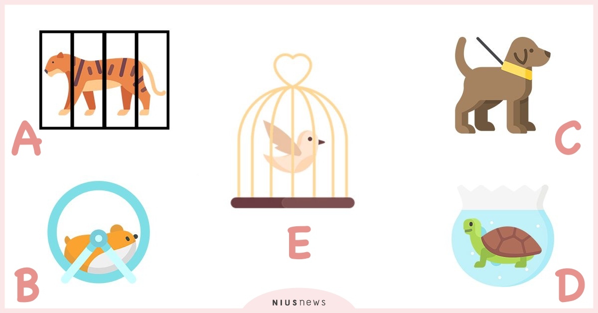 心理測驗「如果你是被囚禁的動物」？30秒即測出你「目前的壓力」從哪來！ 寵物圈圈、寵物吃喝玩樂、動物、心理測驗、動物心理測驗