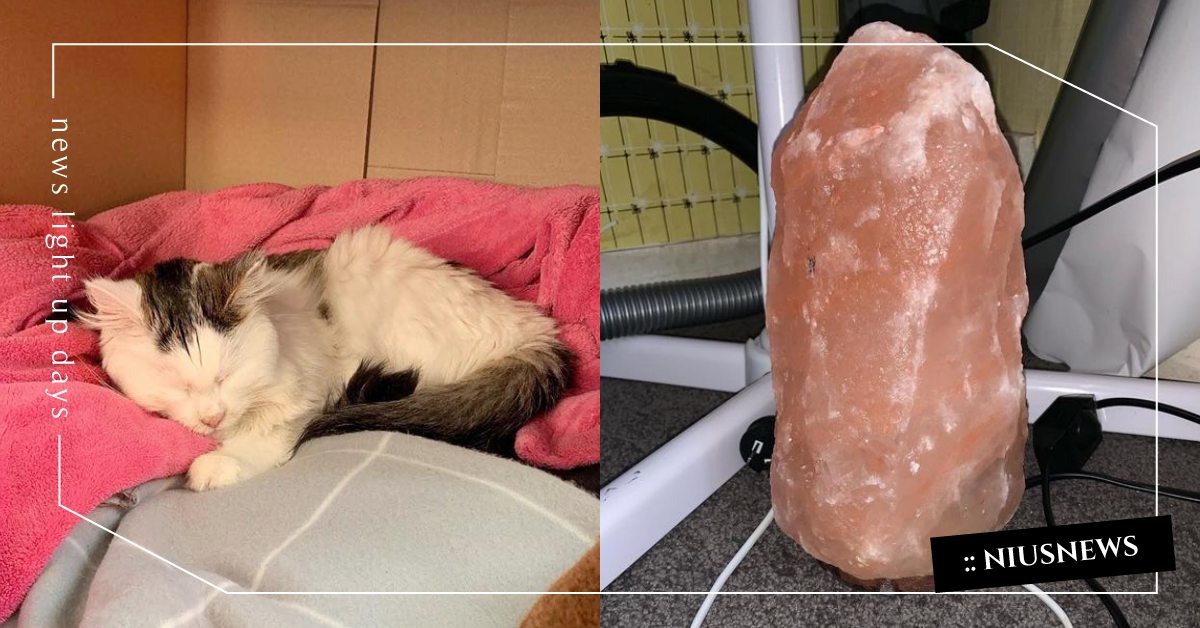 過年求財求平安？貓咪偷舔「鹽燈」結果超嚴重，飼主淚崩：早知道不擺了！ 寵物圈圈、寵物健康、鹽燈、寵物醫療、寵物知識、過年寵物注意事項