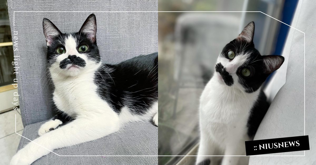 以鬍子為榮！美國超萌「賓士貓」天生自備帥氣鬍鬚，活潑個性背後竟然有洋蔥！ 寵物圈圈、寵物趣聞、寵物、貓咪、賓士貓、鬍子貓、可愛、貓、人氣網紅貓咪