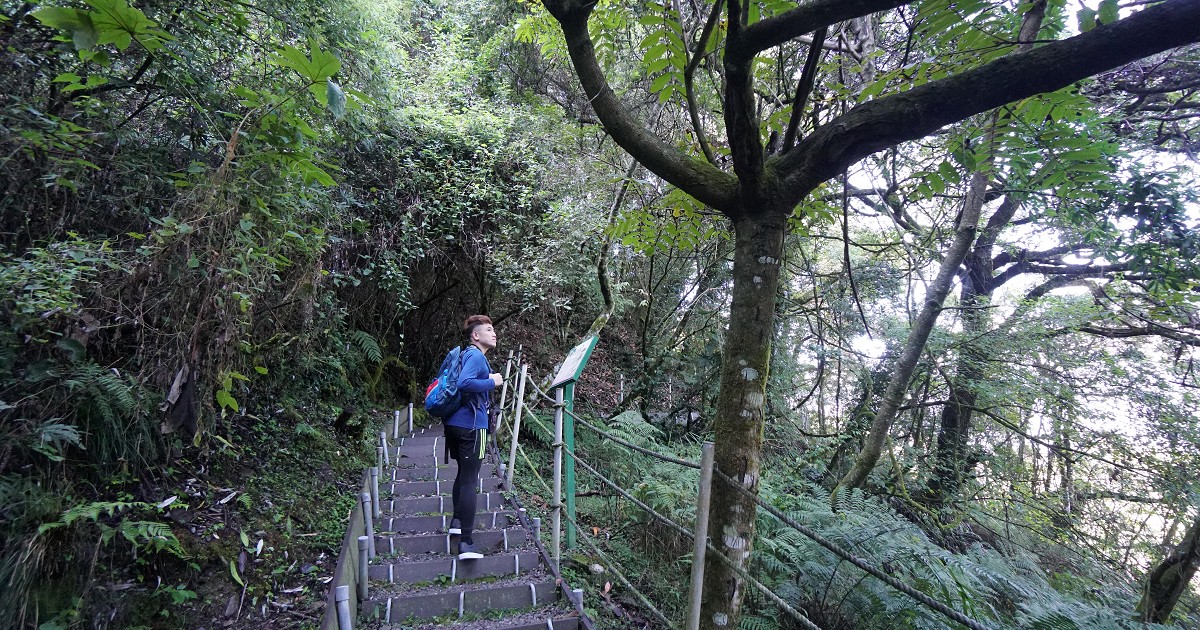 希利克步道｜梨山賓館私密景點，森林療癒輕鬆健行 梨山賓館、梨山景點、梨山登山、希利克步道