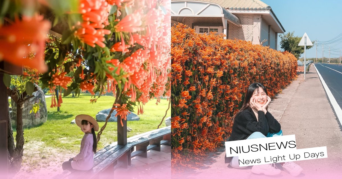春節必拍！全台8大「炮仗花秘境」，苗栗橘紅瀑布、彰化舊社庄公園花仙子們必踩點 春節、走春、苗栗、彰化、炮仗花