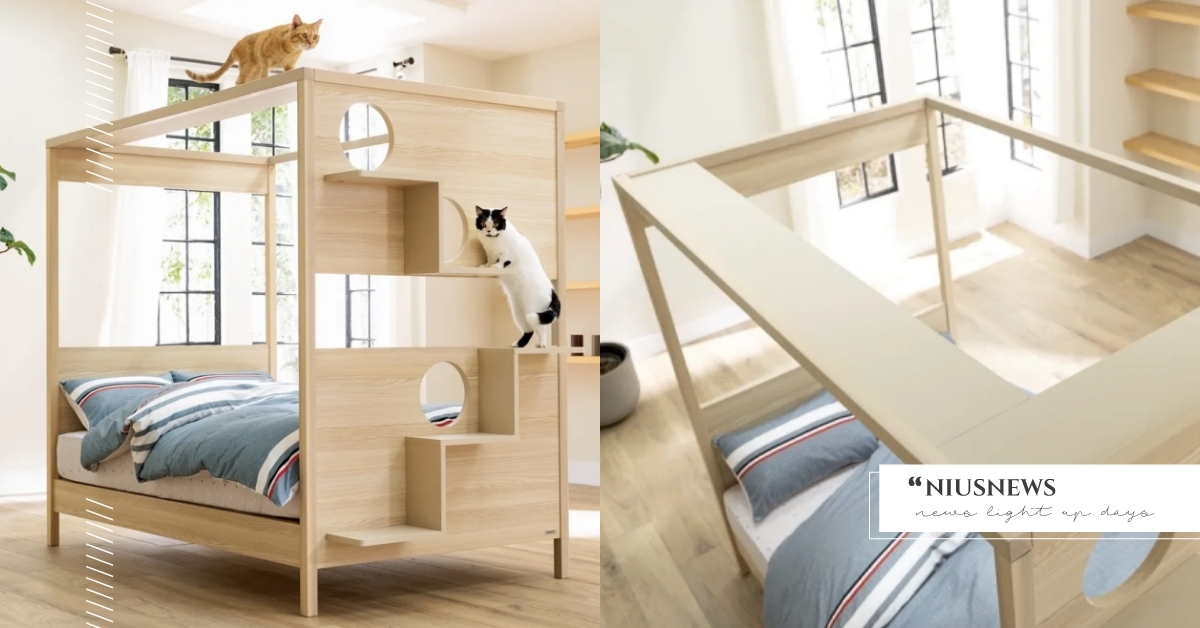 打造人貓共眠？日本設計超豪華「法式貓步床」引兩極討論，鏟屎官愣：半夜主子直接砸臉 人貓共眠、法式貓步床、貓爬架床、日本貓咪小物、寢具