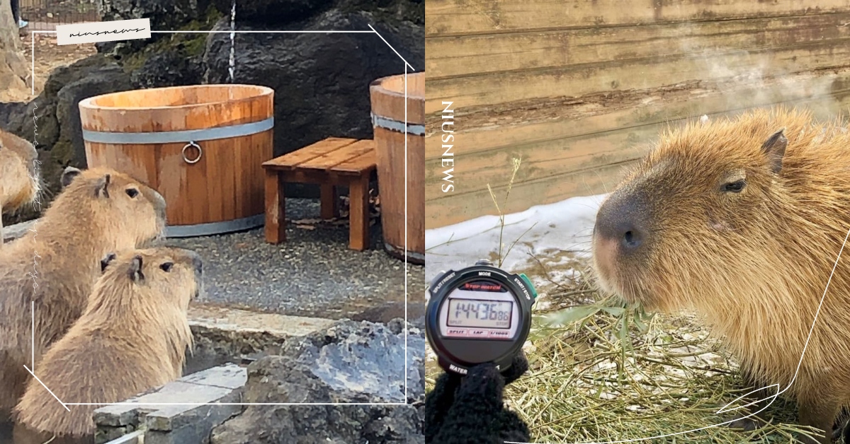 可愛到大驚！日本舉辦「水豚泡湯比賽」冠軍泡2小時奪冠，網傻：才1歲？ 水豚泡湯耐久大賽、長風呂対決、水豚、動物趣聞、露天風呂