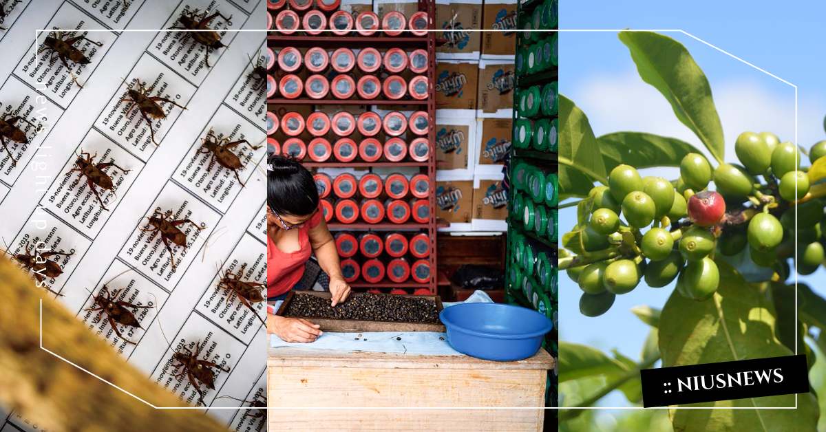 極端氣候下，我們天天喝的咖啡面臨了什麼危機？解析天氣與咖啡！ 咖啡誌、咖啡日安、everydaycoffee、咖啡、手沖咖啡