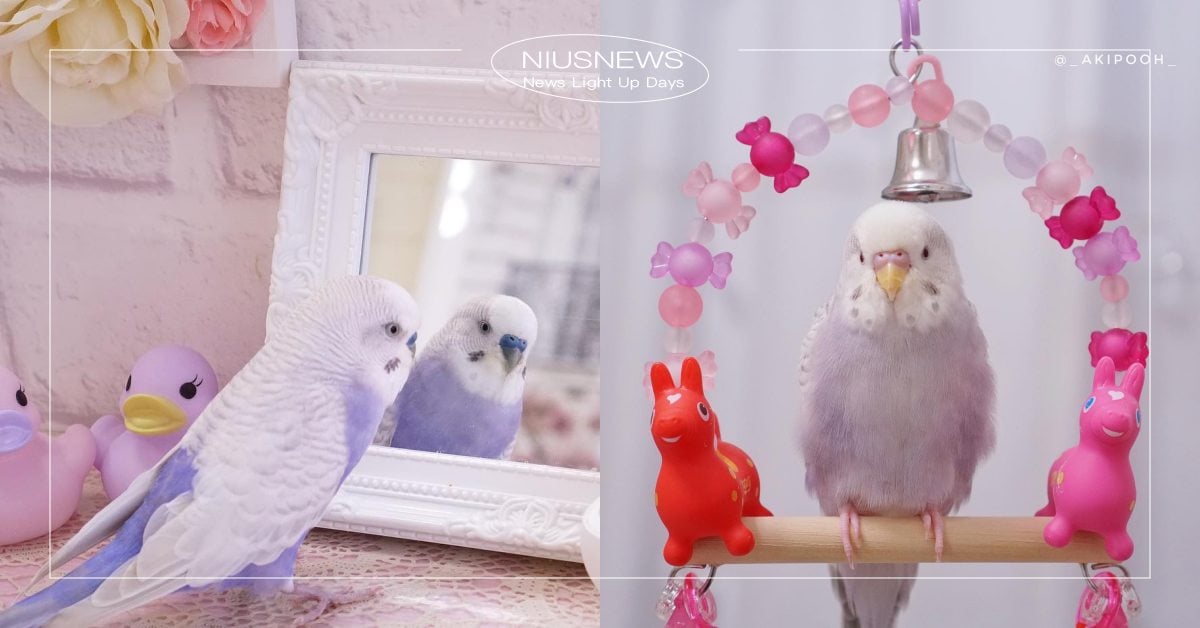 來一杯芋頭牛奶！日本可愛「薰衣草色鸚鵡」一身粉紫漸層，歪頭賣萌完全仙氣逼人！ 日本、寵物鳥、腮紅鳥、虎皮鸚鵡、動物園