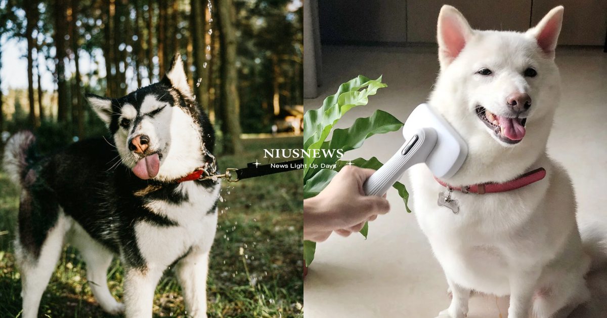 小心天氣變化大！平時預防「狗狗感冒」的3大方法＋經典營養食譜一次看！ 寵物健康、寵物知識、狗狗感冒、天氣變化、獸醫