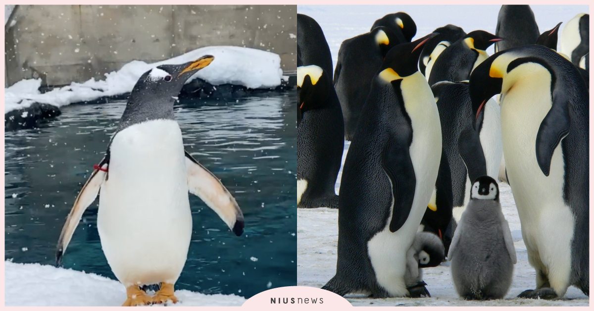 心理測驗「動物園裡看到的企鵝場境」？30秒即測出你的「婚姻風格」會是什麼樣子！ 寵物圈圈、寵物吃喝玩樂、動物、心理測驗、動物心理測驗