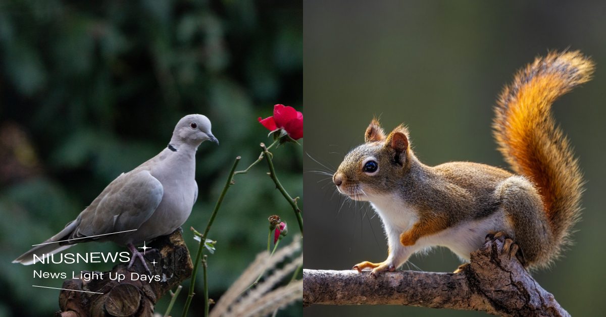 心理測驗「路上穿越了什麼動物」？30秒即測出「當你墜入愛河」會是什麼樣子！ 寵物圈圈、寵物吃喝玩樂、動物、心理測驗、動物心理測驗