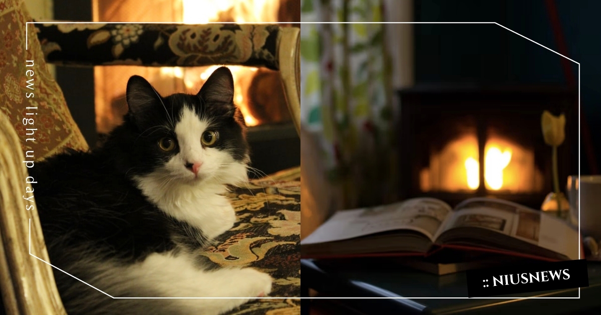 貓奴注意！首爾107件失火案「兇手都是貓」，誤觸電器開關引發火災最致命！ 火災、人為事故、貓咪、誤觸電器、寵物新聞