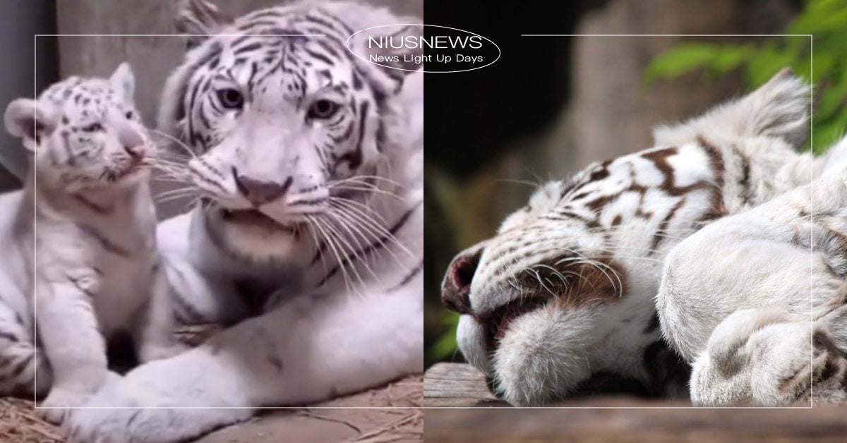 開工就是這麼生無可戀！「白老虎」媽媽被狂咬鬍鬚，嘴邊肉被迫向外擴展眼神超無奈！ 可愛寵物、開工、老虎、虎年、白老虎、動物園、可愛、抖音