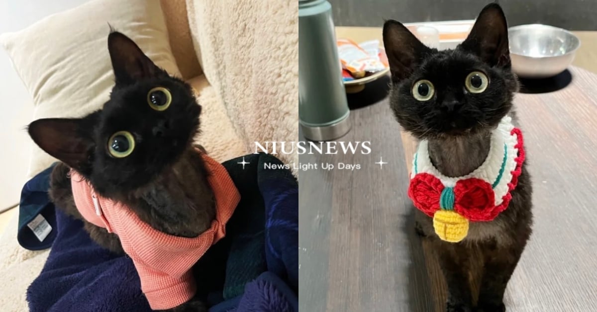 沒牙本尊？大眼小精靈「德文捲毛貓」神似煤球引熱議，還會像狗狗一樣搖尾巴！ 德文捲毛貓、馴龍高手沒牙、可愛寵物、萌寵、寵物介紹、小紅書寵物、網紅貓、療癒、貓奴、鏟屎官、動物、小煤球