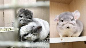 龍貓森林｜療癒系萌寵!!現代人的寵物新選擇~ 龍貓、龍貓哪裡買、龍貓森林、療癒寵物、龍貓怎麼養