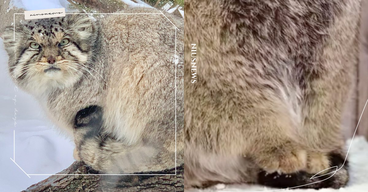 覺得肉球冰冰的！「兔猻」因為天氣冷踩尾巴取暖，超蓬鬆毛毛好像攜帶式暖毯！ 寵物圈圈、動物園、肉球、貓咪、大貓、兔猻、可愛、貓科動物