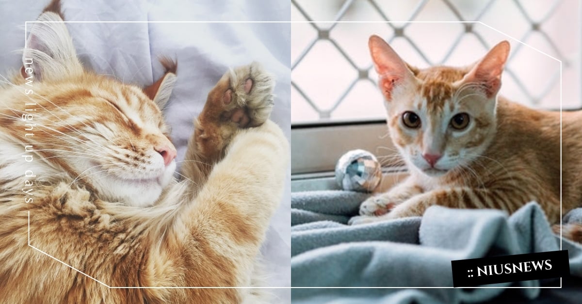 貓咪愛吸鏟屎官？解析「吸吮動作」背後5大原因，只有百分百信任才會出現！ 貓咪冷知識、寵物健康、貓咪吸吮動作、貓咪、寵物、動物、貓奴、鏟屎官、寵物知識