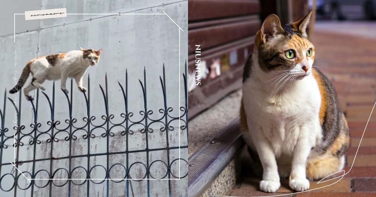 根本是武林高手！「三花貓」踩細鐵條通過高牆網上爆紅，網友：高手在喵間！ 寵物圈圈、可愛、三花貓、貓咪、貓咪平衡