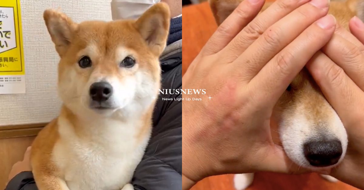 電動馬達開啟！日本超萌「柴犬」打疫苗狂發抖，網心疼：臉都被震模糊了！ 寵物圈圈、可愛寵物、貓咪、日本、推特、柴犬、柴柴、人氣網紅狗狗
