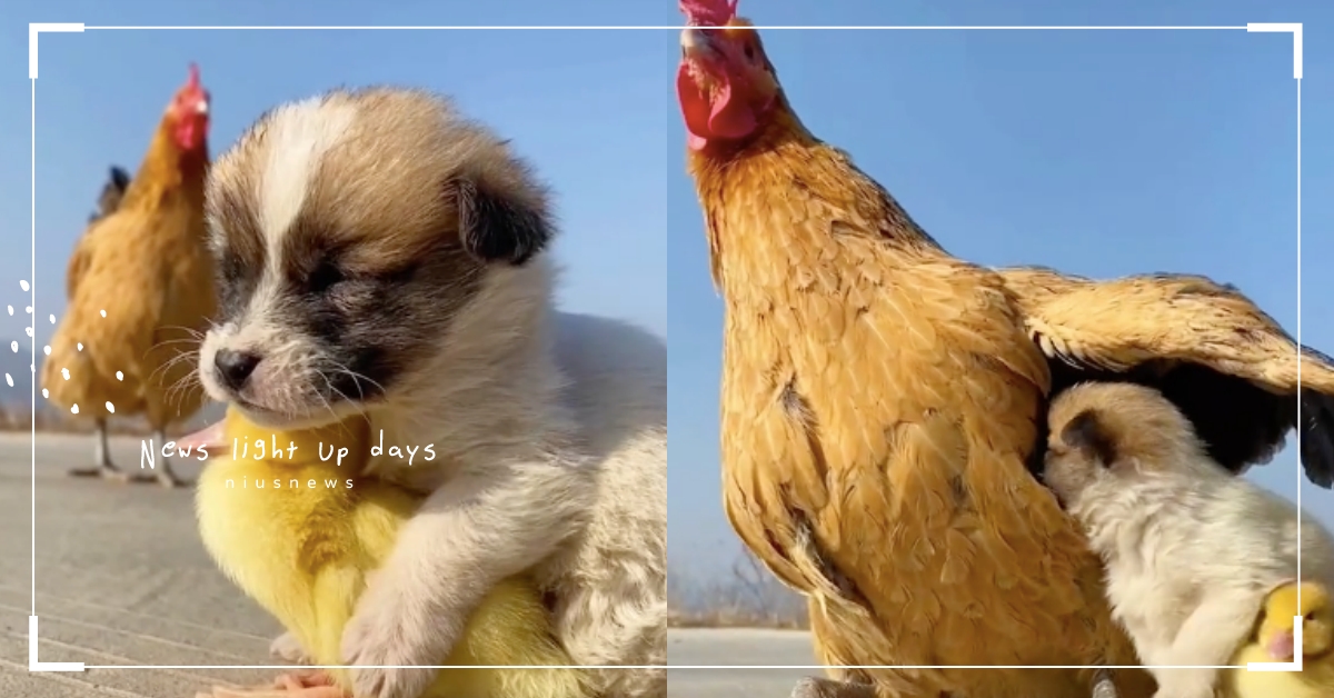 汪咕好交情！小萌汪度估「和小鴨饋桃睡」，母雞見狀「霸氣抱住兩寶」充當暖暖包！ 小狗、小雞、小鴨、動物夥伴、饋桃、可愛寵物、動物、萌寵、可愛動物、療癒、可愛、汪星人、寵物圈圈