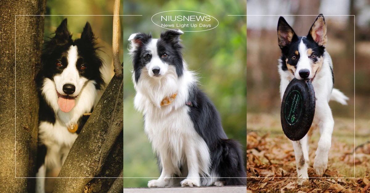 「邊境牧羊犬」７大特質！身形是深藏不露的花美男，智商超高堪稱狗狗界愛因斯坦！ 邊境牧羊犬、狗狗品種介紹、品種狗、寵物、冷知識